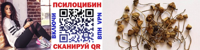Галлюциногенные грибы GOLDEN TEACHER  даркнет сайт  Грязовец 
